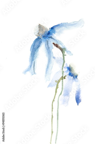 Wild flowers, watercolor illustrator