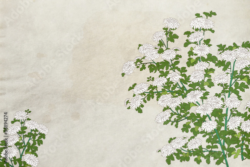 和風背景白菊