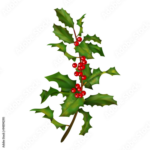 Holly branch with berries