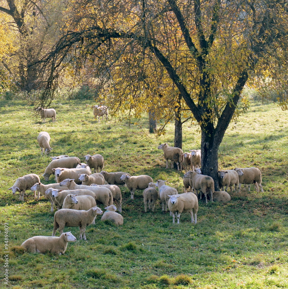 Obraz premium Flock of sheep grazing in autumn