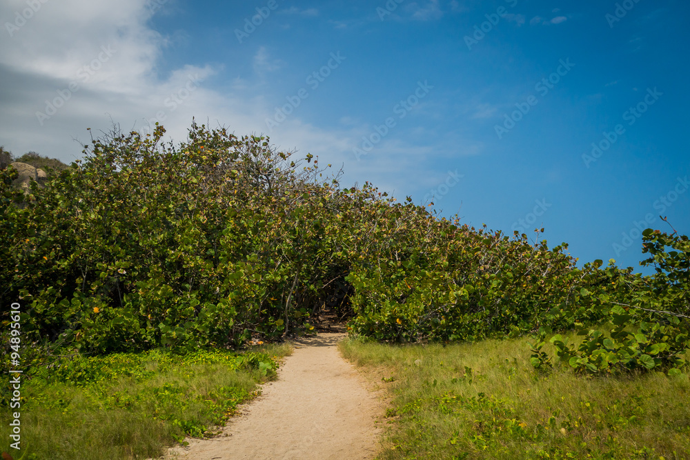 Walking path in Tayrona National Park, Colombia Walking path in Tayrona National Park, Colombia