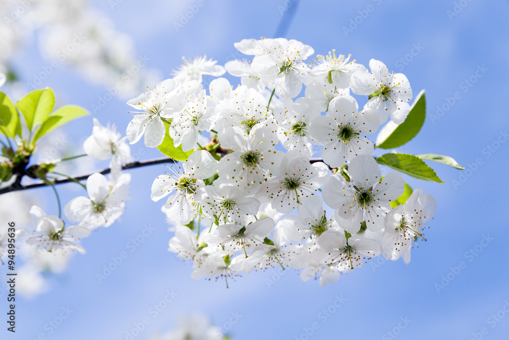 cherry blossoms   spring