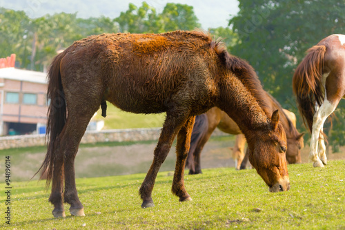 Dwarf horse in a pasture