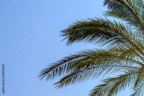 Palm branches on a bright blue sky