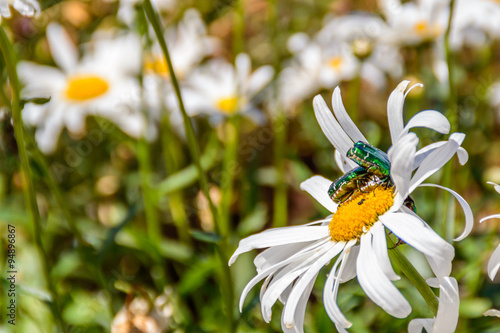 Emerald gold bugs fighting on a white flower photo