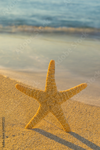 Starfish on the beach