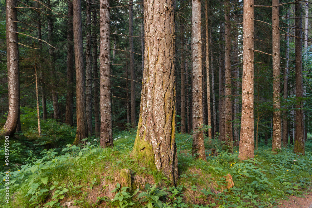 tree trunks in forest tree trunks in forest