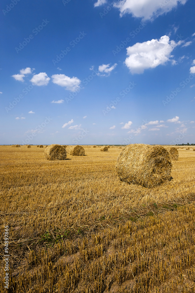   field after harvesting 