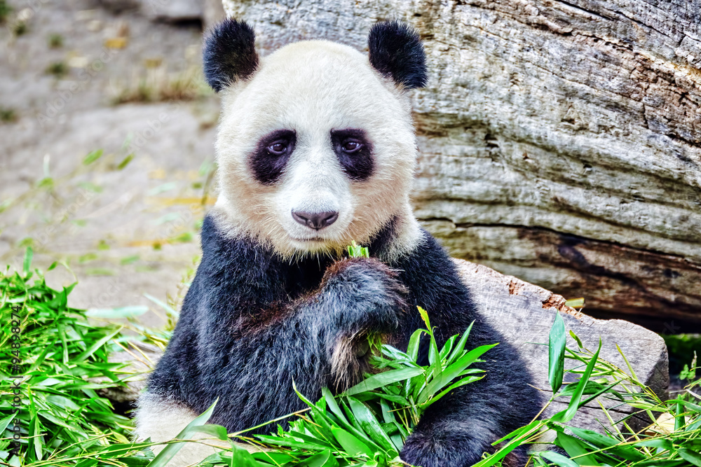 Fototapeta premium Cute bear panda actively chew a green bamboo sprout.