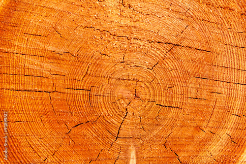  Close up cross section of tree trunk showing growth rings  texture