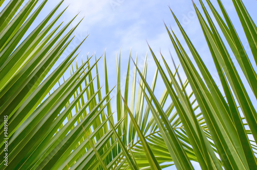 Palm tree branches with cloudy blue sky and copy space for text