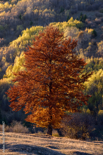 Autumn in the Nature. Autumn tree with red leaves in the nature. 