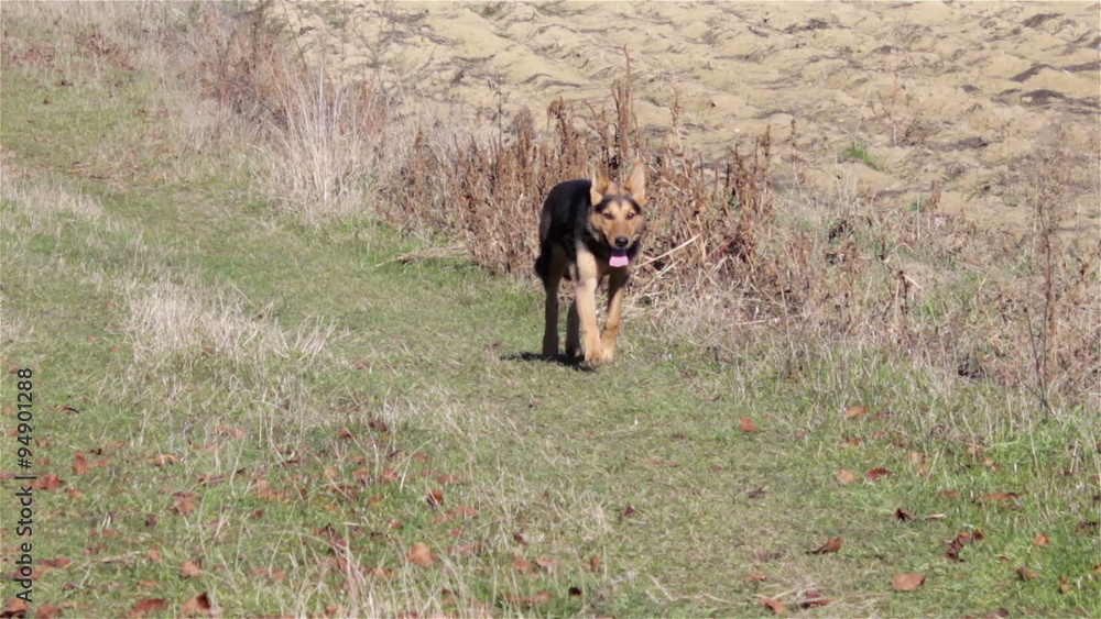 German shepherd running/In the field German Shepherd running camcorder that shoots video German shepherd running/In the field German Shepherd running camcorder that shoots video