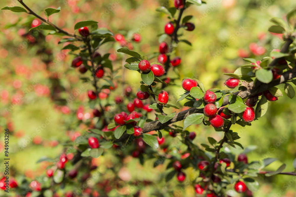 ornamental shrub with red berries