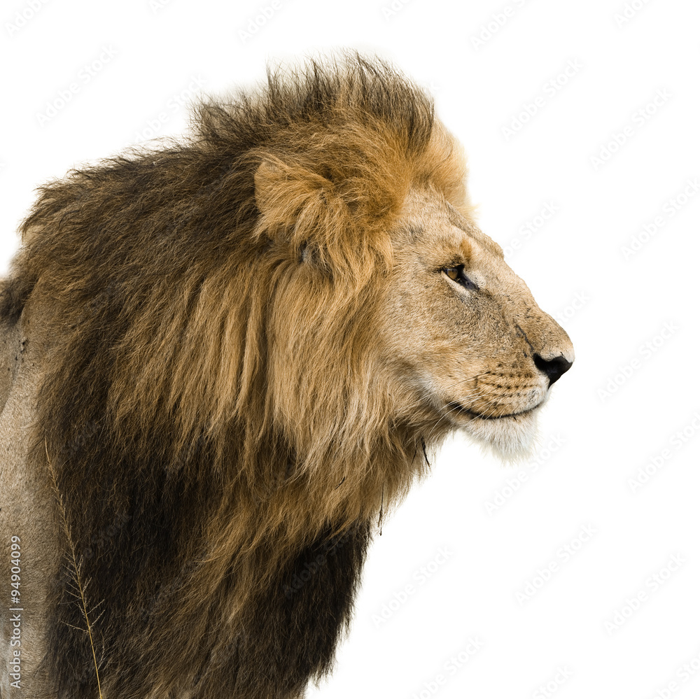 Obraz premium Portret mężczyzny lwa