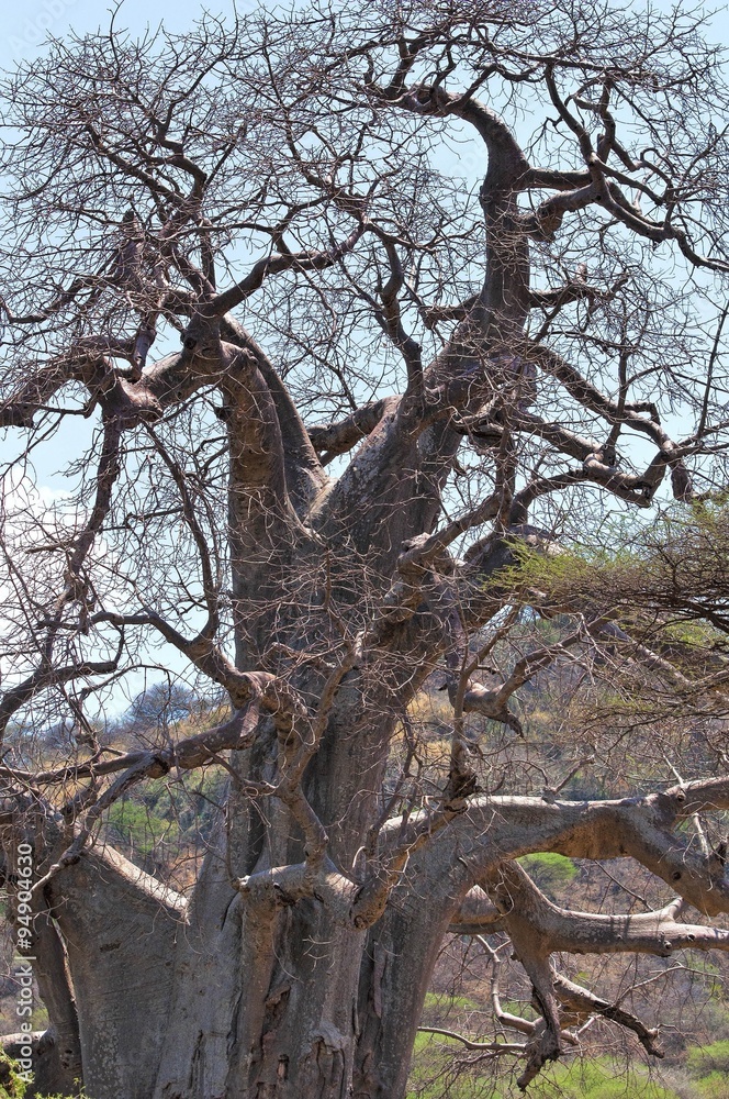 Baobab tree in Savanna Baobab tree in Savanna