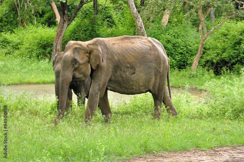 Elephant in safari of India