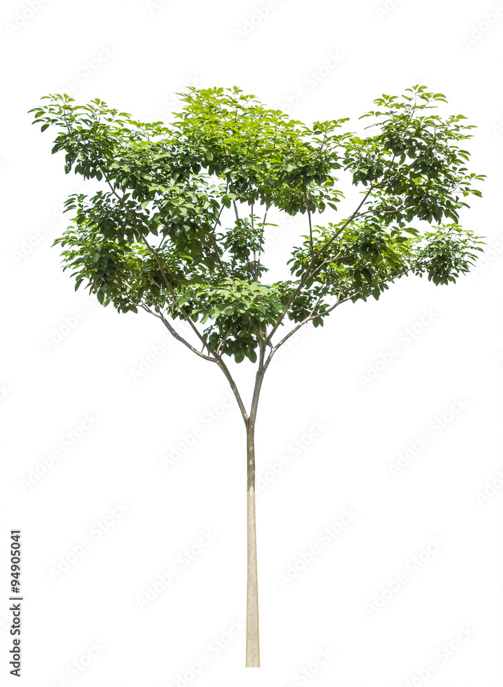 Fototapeta premium Tree isolated on white background