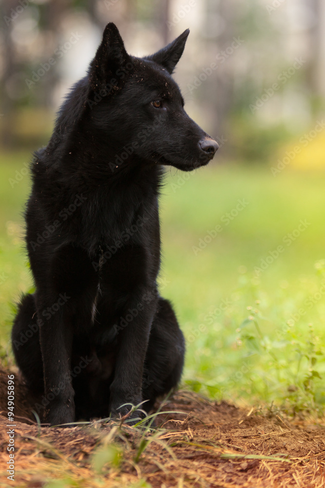 Black sad dog./  Very sad homeless black dog woke up under spruce beautiful autumn day.