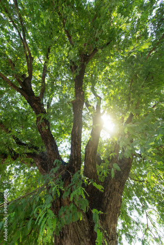 tamarind tree