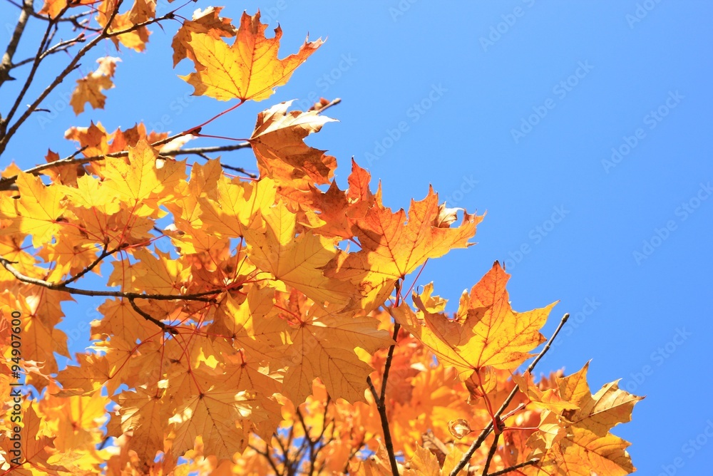 Leaves on maple tree in fall
