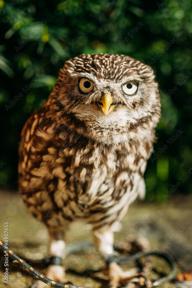 Obraz premium The small owl. Wild bird