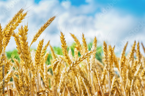 Wheat field.