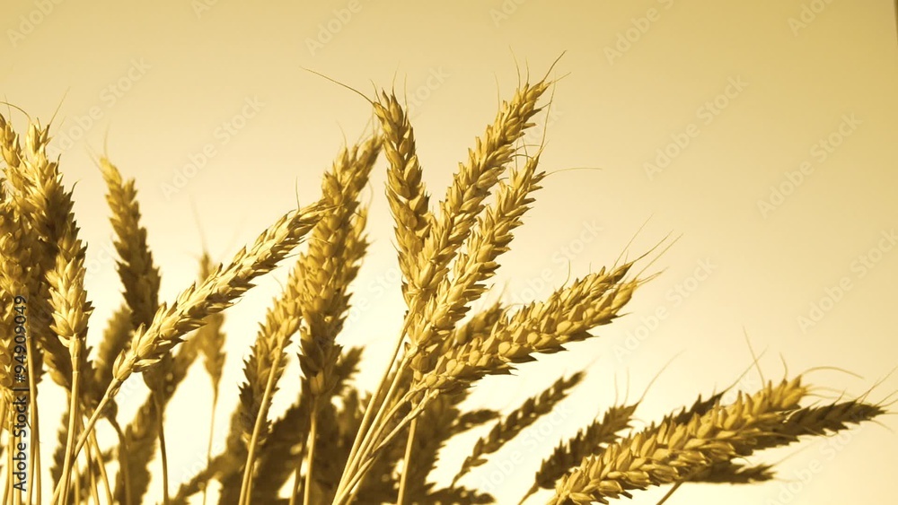 Ears of ripe golden wheat against the backdrop of a golden sky. Slow motion Ears of ripe golden wheat against the backdrop of a golden sky. Slow motion