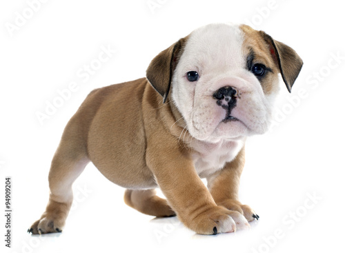 puppy english bulldog © cynoclub