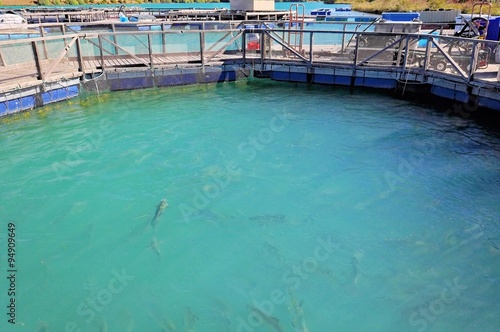 Foto Salmon Fish farm floating on the glacial waters of Wairepo Arm, Twizel, South Is