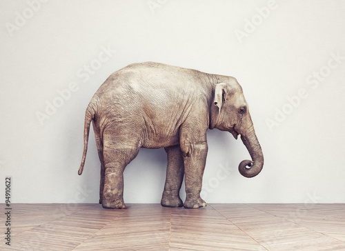 Photography elephant calm in the room