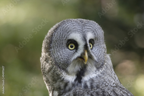 Great Gray Owl (Strix nebulosa) © Reise-und Naturfoto