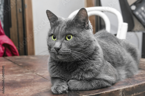 Grey cat with green eyes on table © dashabelozerova
