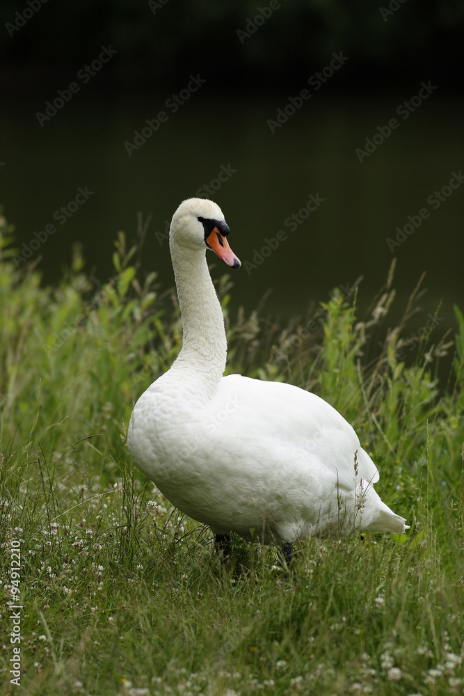 Obraz premium Mute Swans (Cygnus olor)