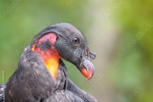 T  te de condor des Andes - Vultur gryphus - en gros plan