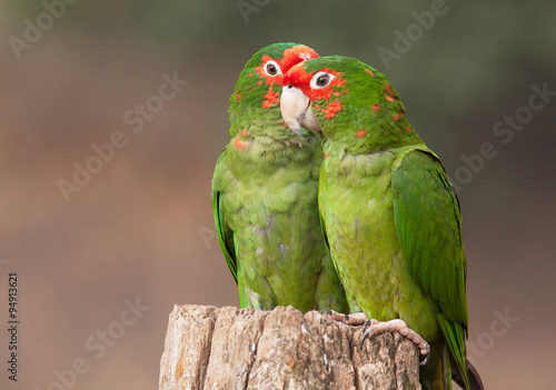 Couple de aras verts sur un tronc d'arbre