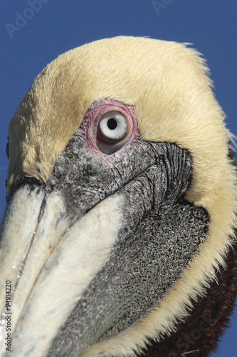 Brown Pelican  Pelecanus occidentalis 