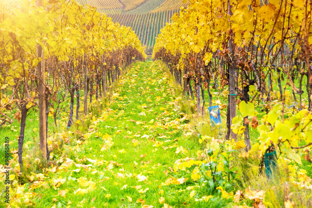 Naklejka premium Vineyard