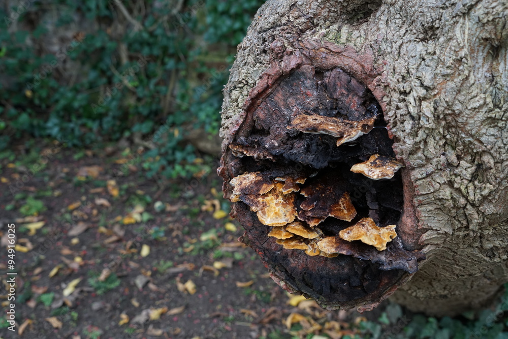 mushrooms on tree mushrooms on tree