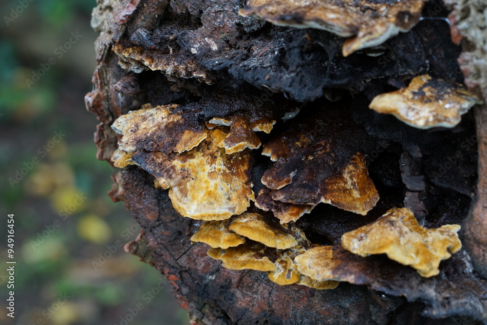 mushrooms on tree mushrooms on tree