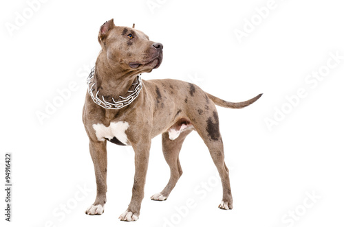 Obraz na plátně Dog breed pit bull standing isolated on white background