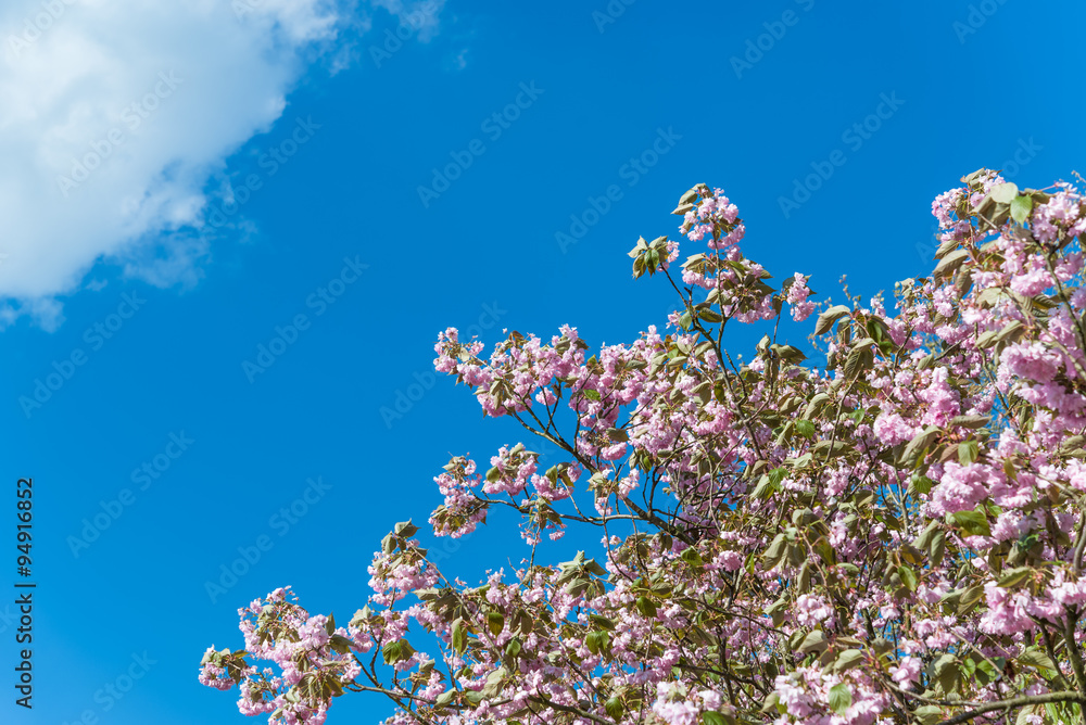 April blooming pink prunus tree on sunny day blu sky. Japanese prunus serrulata with fresh petals, perfect for gardening blogs, business websites, book covers April blooming pink prunus tree on sunny day blu sky. Japanese prunus serrulata with fresh petals, perfect for gardening blogs, business websites, book covers
