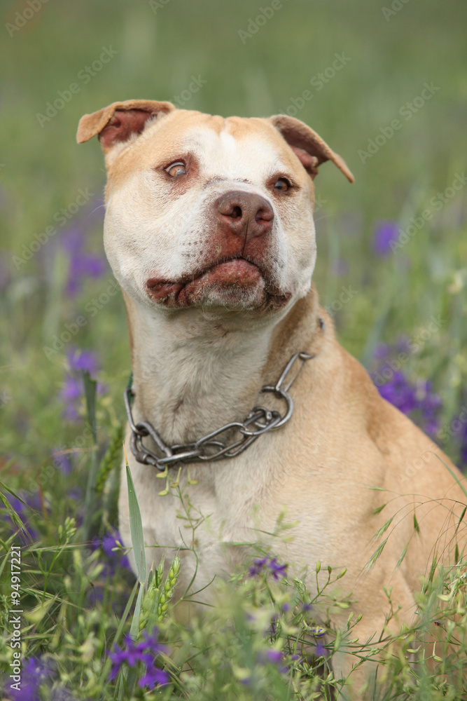 Gorgeous American Pit Bull Terrier in flowers Gorgeous American Pit Bull Terrier in flowers