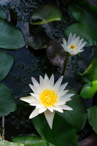 white lotus flower © fotobieshutterb