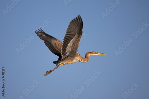 purple heron in flight over blue sky © asolo79