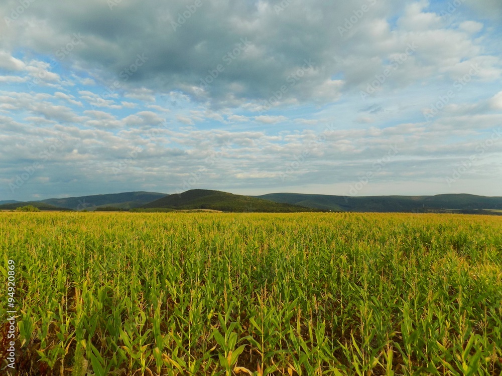 Corn field, hills and sky