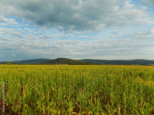 Corn field  hills and sky