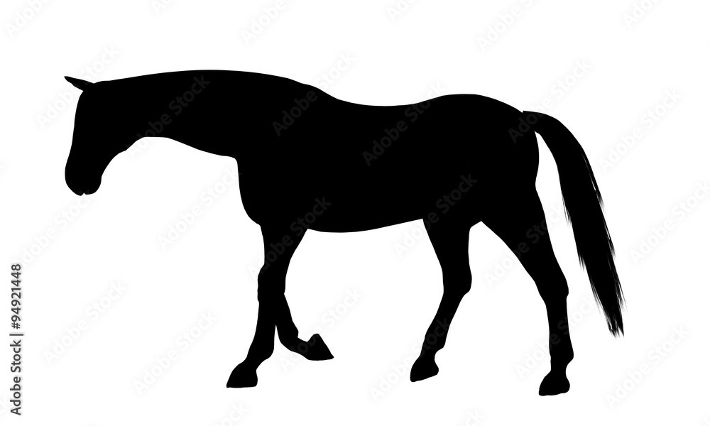 Horse silhouette Horse silhouette