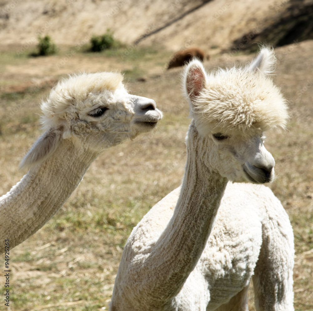 Young Alpacas that have been shorn grazing in the western Cape South Africa