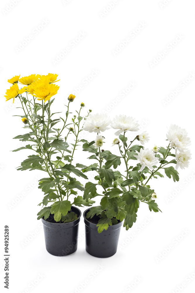 Yellow and white chrysanthemum flower in a pot, on a white background